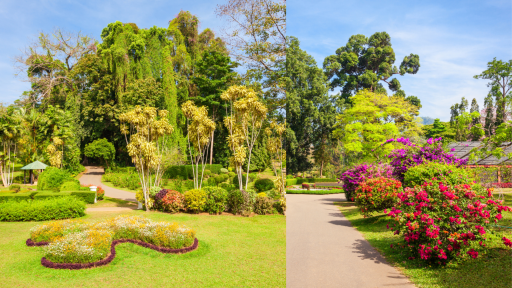 Alt 1: Lush green pathways and giant trees inside the Royal Botanical Garden Peradeniya, Sri Lanka